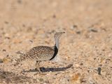 Westelijke Kraagtrap - Houbara Bustard - Chlamydotis undulata fuerteventura