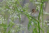 Rietgors - Reed bunting - Emberiza schoeniclus