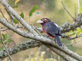 Dubbeltandbaardvogel - Double-toothed barbet - Lybius bidentatus