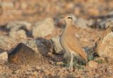 Renvogel - Cream-colored Courser - Cursorius cursor cursor