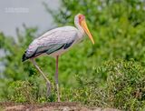 Afrikaanse nimmerzat  - Yellow-billed Stock - Mycteria ibis