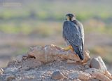 Barbarijse valk - Barbary Falcon - Falco peregrinus pelegrinoides