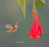 Vulkaankolibrie - Volcano Hummingbird - Selasphorus flammula torridus