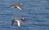 Krooneend - Red-crested Pochard - Netta rufina