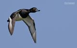 Kuifeend - Tufted duck - Aythya fuligula