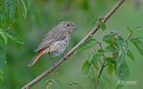 Gekraagde roodstaart - Common redstart - Phoenicurus phoenicurust