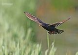 Spreeuw - Common starling - Sturnus vulgaris