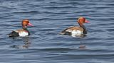 Krooneend - Red-crested Pochard - Netta rufina