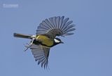 Koolmees - Great tit - Parus major