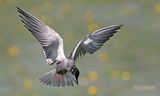 Zwarte Stern - Black Tern - Chlidonias niger
