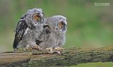 Ransuil - Long-eared owl - Asio otus