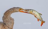 Amerikaanse Slangenhalsvogel - Anhinga - Anhinga anhinga