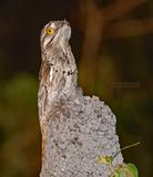 Grijze Reuzennachtzwaluw - Common potoo - Nyctibius griseus griseus