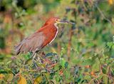 Rosse tijgerroerdomp - Rufescent tiger heron - Tigrisoma lineatum