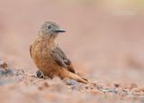 Zwaluwtiran - Cliff Flycatcher - Hirundinea ferruginea bellicosa