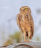 Holenuil - Burrowing Owl - Athene cunicularia grallaria