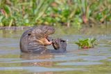 Reuzenotter - Giant Otter - Pteronura brasiliensis