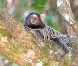 Gewoon penseelaapje - Common marmoset - Callithrix jacchus