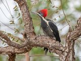 Gestreepte Helmspecht - Lineated Woodpecker - Dryocopus lineatus