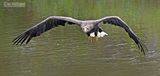 Zeearend - White-tailed Eagle - Haliaeetus albicilla