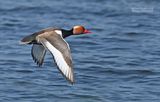 Krooneend - Red-crested Pochard - Netta rufina
