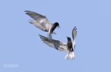 Zwarte Stern - Black Tern - Chlidonias niger