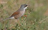 Brilgrasmus - Spectacled Warbler - Sylvia conspicillata orbitalis
