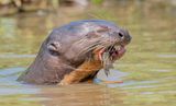 Reuzenotter - Giant Otter - Pteronura brasiliensis