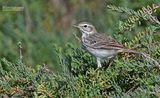 Berthelot-pieper - Berthelots Pipit - Anthus berthelotii