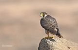 Barbarijse valk - Barbary Falcon - Falco peregrinus pelegrinoides