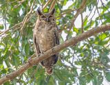 Amerikaanse Oehoe - Great Horned Owl - Bubo virginianus nacurutu
