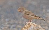 Woestijnvink - Trumpeter Finch - Bucanetes githagineus