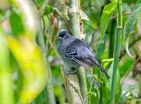 Grijskapmierklauwier - Variable Antshrike - Thamnophilus caerulescens