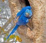 Hyacintara - Hyacinth macaw - Anodorhynchus hyacinthinus