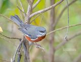 Roestborstboomgors - Bay-chested Warbling-Finch - Castanozoster thoracicus