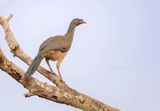 Chacochachalaca - Chaco Chachalaga - Ortalis canicollis