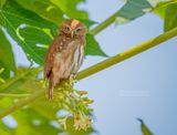 Magelhaendwerguil - Ferruginous Pygmy-Owl - Glaucidium brasilianum pallens
