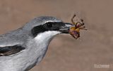 Canarische Woestijnklapekster - Canary Islands Desert Grey Shrike - Lanius excubitor koenigi