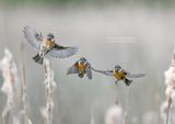 Roodborsttapuit - Stonechat - Saxicola rubicola