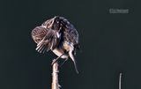 Roodborsttapuit - Stonechat - Saxicola rubicola