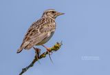 Boomleeuwerik - Woodlark - Lullula arborea