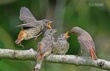 Gekraagde roodstaart - Common redstart - Phoenicurus phoenicurus