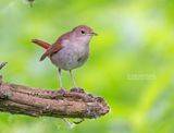 Nachtegaal - Nightingale - Luscinia megarhynchos