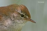 Cettis zanger - Cettis Warbler - Cettia cetti