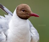 Kokmeeuw - Black-headed gull - Larus ridibundus