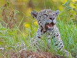 Jaguar - Jaguar - Panthera onca