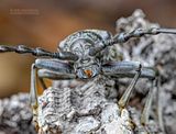 Heldenbok - Great capricorn beetle - Cerambyx cerdo