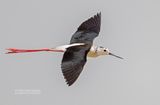 Steltkluut - Blackwinged stilt - Himantopus Homantopus