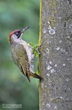 Groene Specht - Green Woodpecker - Picus viridus
