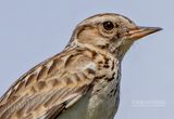 Boomleeuwerik - Woodlark - Lullula arborea